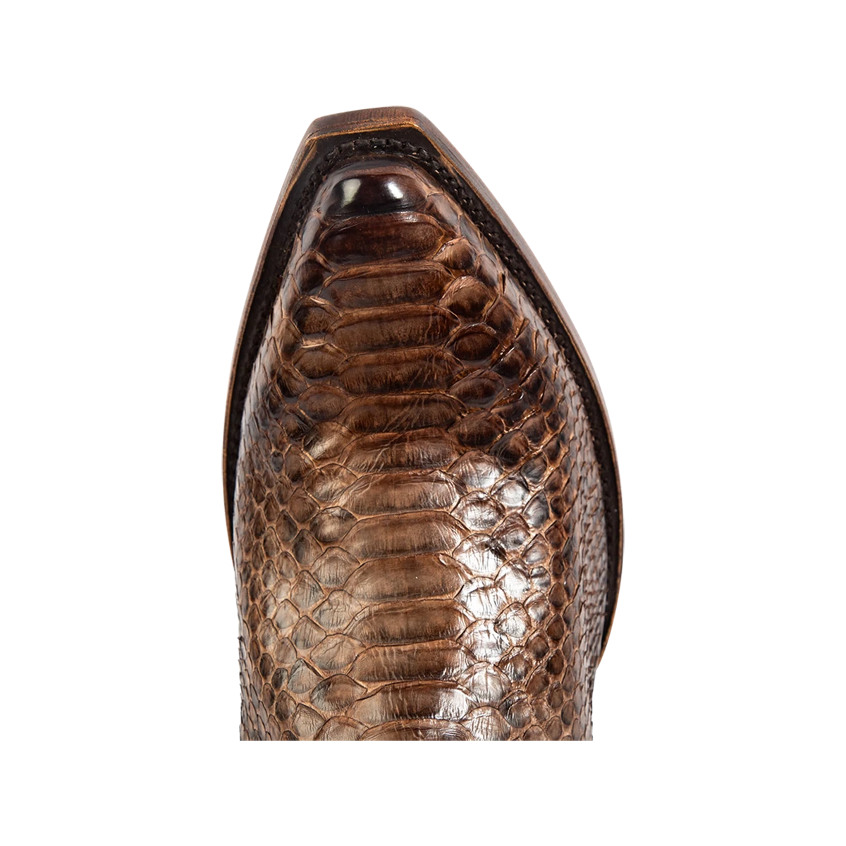 Marshall - Brown Python - Image 7