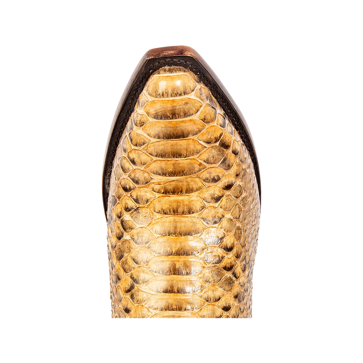 Marshall - Canary Python - Image 7